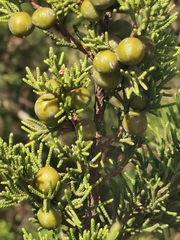 Juniperus turbinata