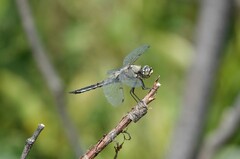Libellula quadrimaculata