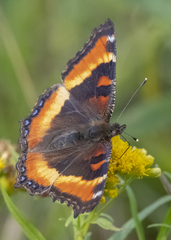 Aglais milberti