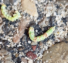 Eumenes mediterraneus