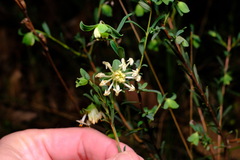 Pimelea linifolia linifolia