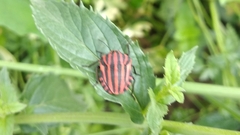 Graphosoma italicum