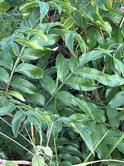 Anacardiaceae