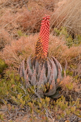 Aloe peglerae