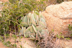 Cotyledon orbiculata oblonga