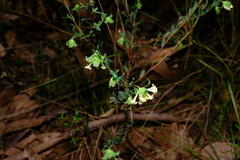 Pimelea linifolia linifolia