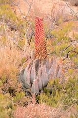 Aloe peglerae