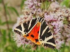 Euplagia quadripunctaria