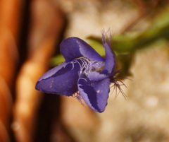 Gentianopsis ciliata