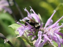 Bombus affinis