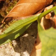 Gentianopsis ciliata