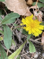 Sphaerophoria scripta