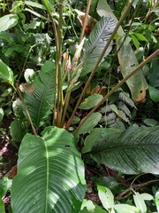 Calathea