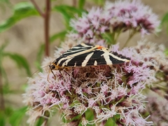 Euplagia quadripunctaria