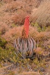 Aloe peglerae