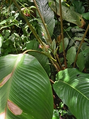 Calathea