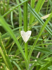 Rivula sericealis