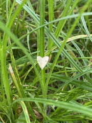Rivula sericealis
