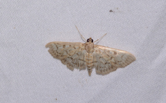 Herpetogramma