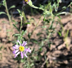Vittadinia