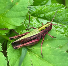 Omocestus viridulus