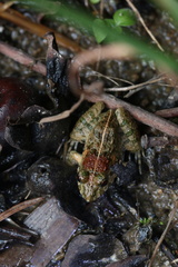 Fejervarya multistriata