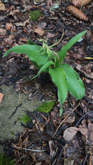 Epipactis helleborine