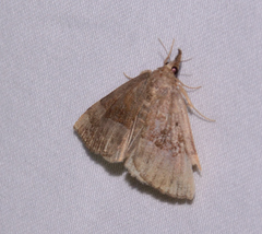 Hypena