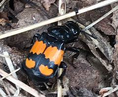 Nicrophorus vespilloides