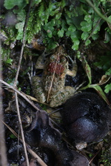 Fejervarya multistriata