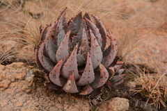 Aloe peglerae