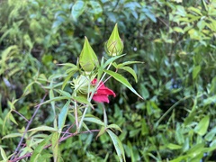Hibiscus coccineus