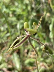Caladenia roei
