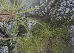 Freycinetia banksii