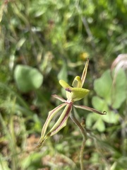 Caladenia roei
