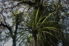 Freycinetia banksii