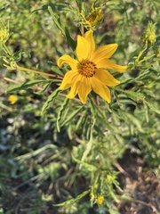 Bidens polylepis