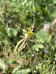 Caladenia roei