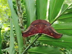 Antheraea assamensis