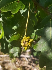 Andricus quercuscalicis