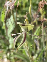 Caladenia roei