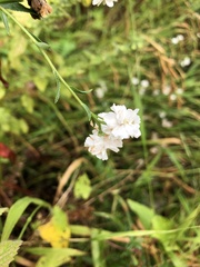Anaphalis margaritacea