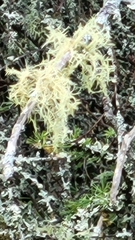 Usnea hirta
