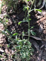 Vittadinia