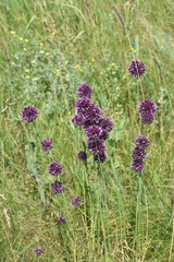 Allium rotundum
