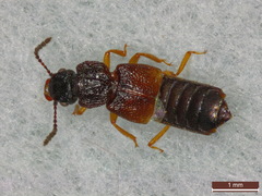 Anotylus rugosus