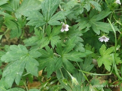 Geranium sibiricum