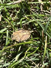 Carpocoris fuscispinus
