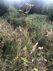 Pastinaca sativa sylvestris