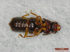 Anotylus rugosus